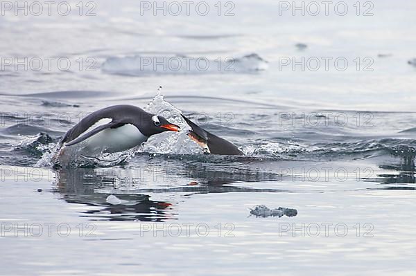 Gentoo penguin