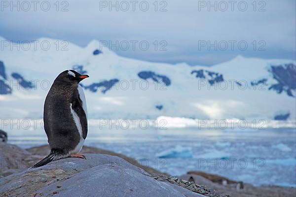 Gentoo penguin