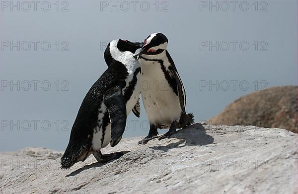 Gentoo penguin Two african penguin