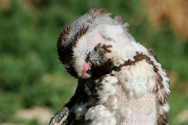 African penguin