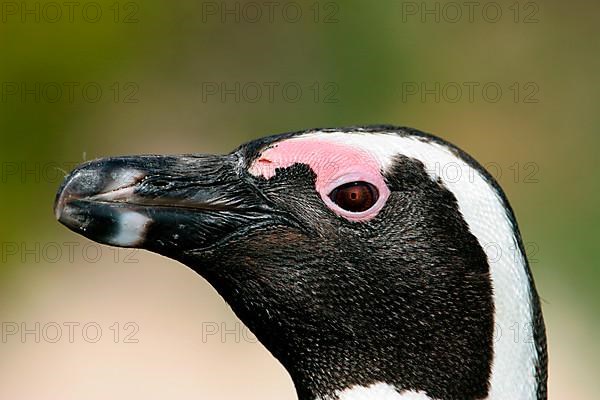 African penguin