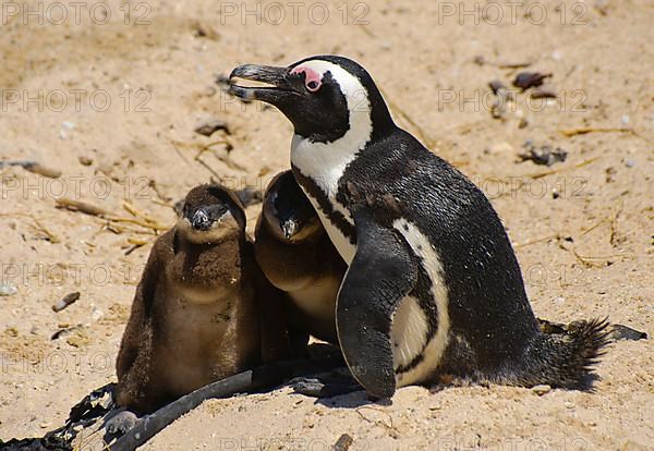 African penguin