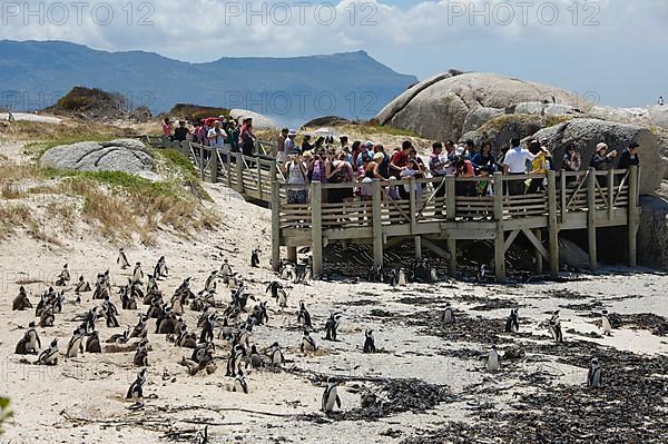 African penguin