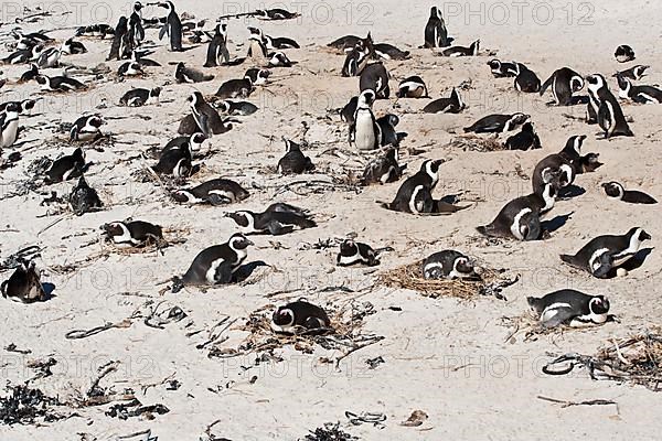 Adult african penguin