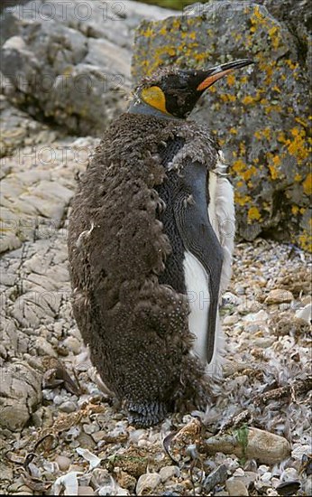 Aptenodytes patagonica