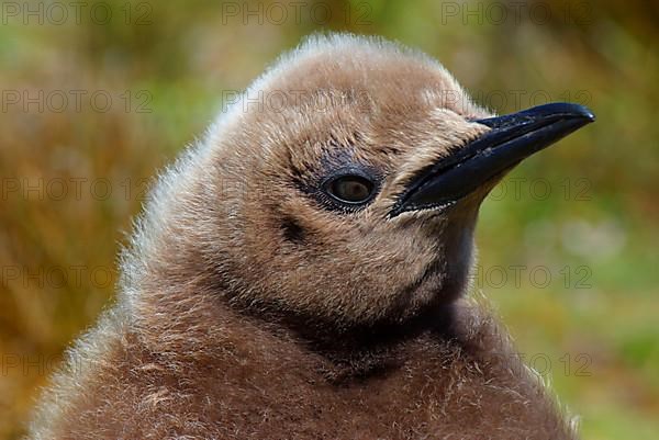 Aptenodytes patagonica