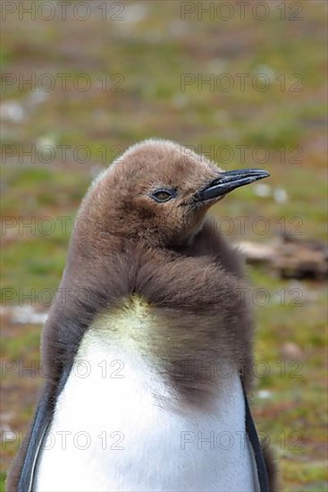 Aptenodytes patagonica