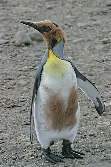 Aptenodytes patagonica