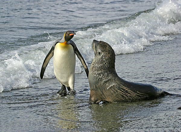 Aptenodytes patagonica