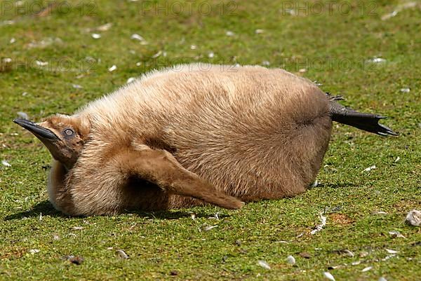 Aptenodytes patagonica