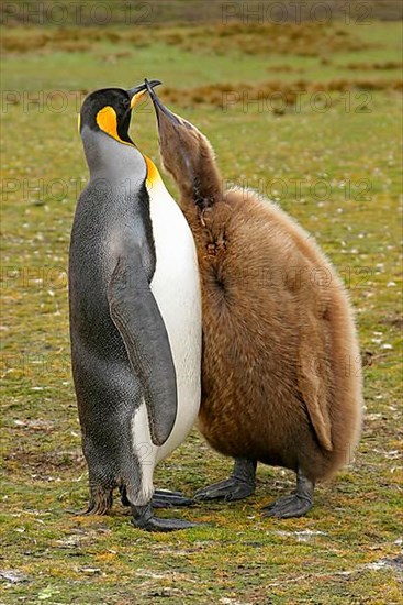 King penguin