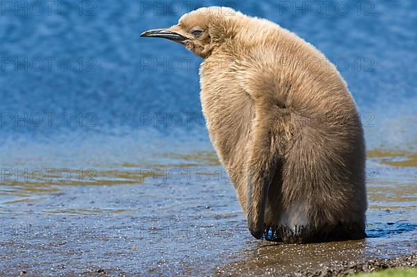 King penguin