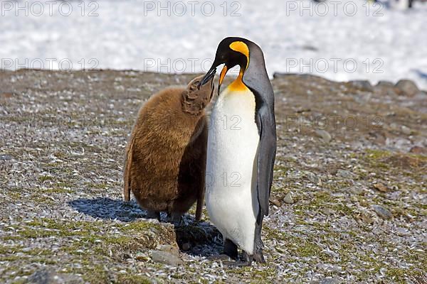 Aptenodytes patagonica