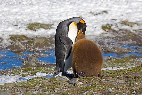 Aptenodytes patagonica