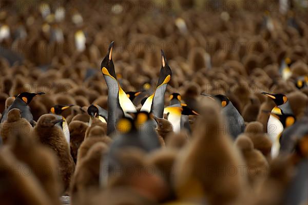 King penguin