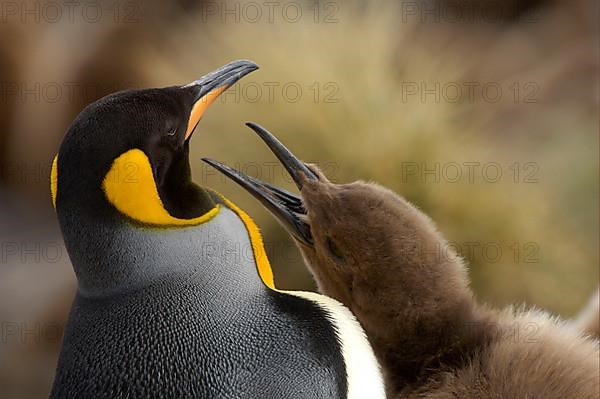 King penguin