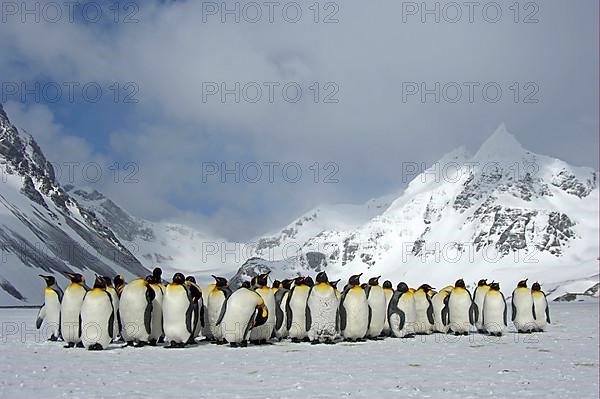 King penguin