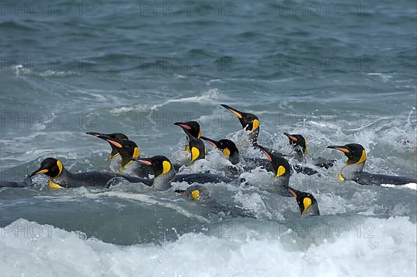 Aptenodytes patagonica