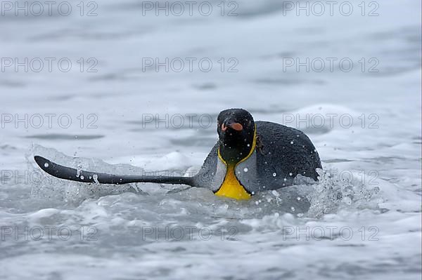 King penguin