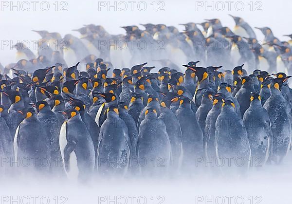 King penguin