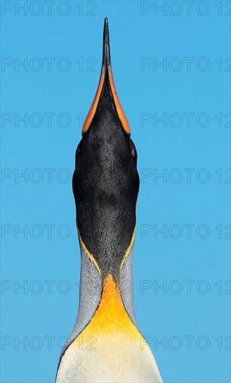 King Penguin