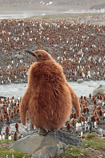 King Penguin