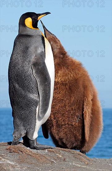 King Penguin