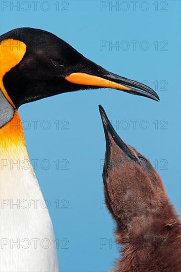 King Penguin