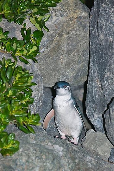 Little little penguin