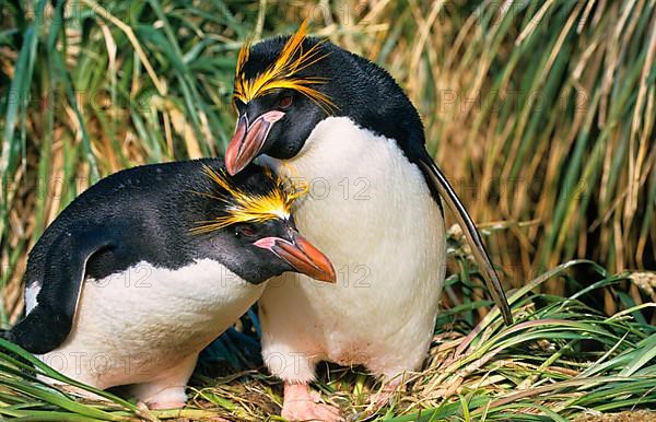 Macaroni Penguin