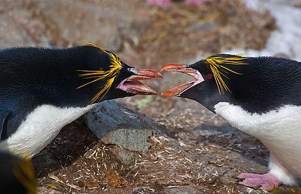 Macaroni Penguin