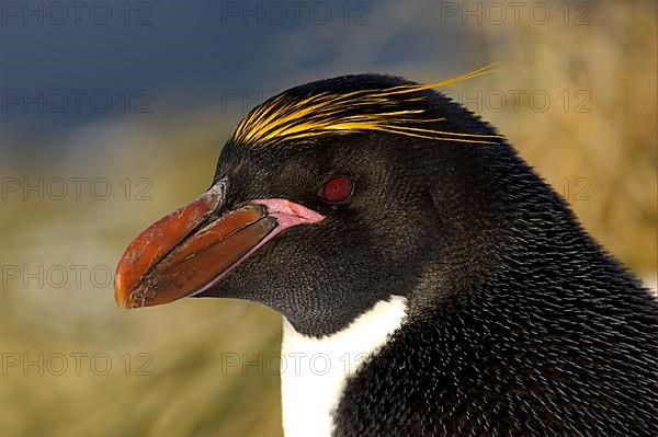 Macaroni Penguin adult