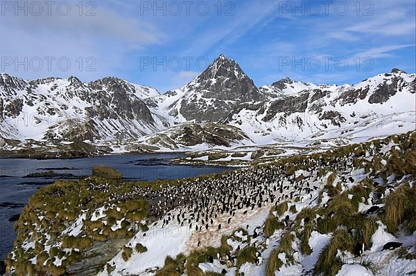 Macaroni penguin