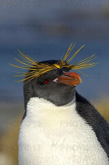 Macaroni Penguin adult