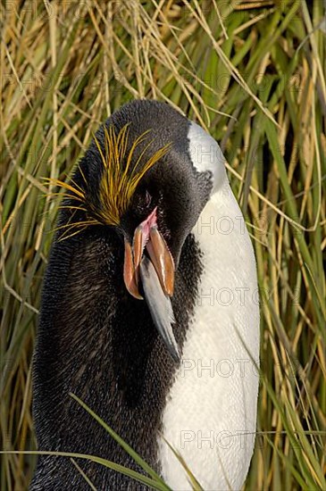 Macaroni Penguin