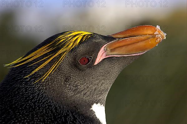 Macaroni Penguin adult