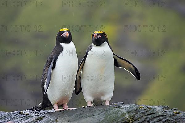 Macaroni penguin