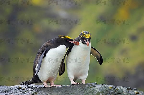 Macaroni penguin