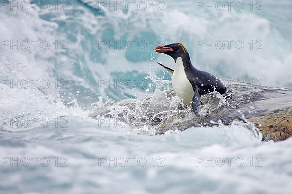 Macaroni Penguin adult