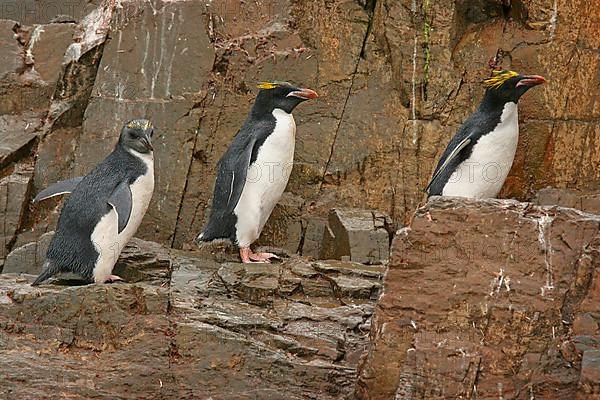 Macaroni penguin