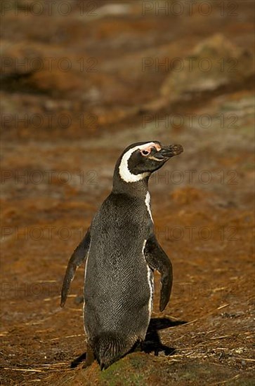 Magellanic Penguin