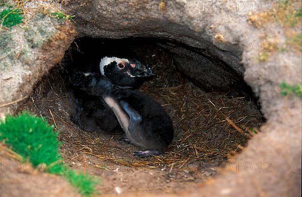 Magellanic penguins