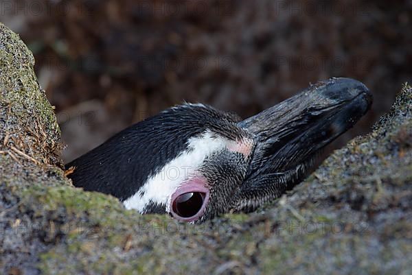 Magellanic penguin