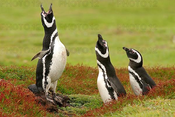 Magellanic penguin