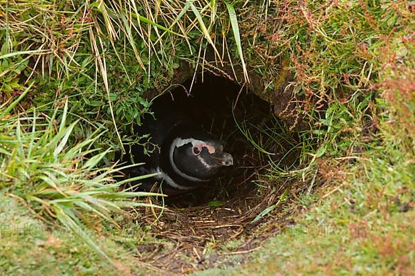 Magellanic penguin