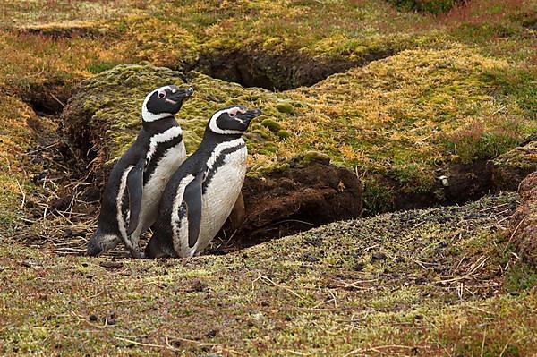 Magellanic penguin