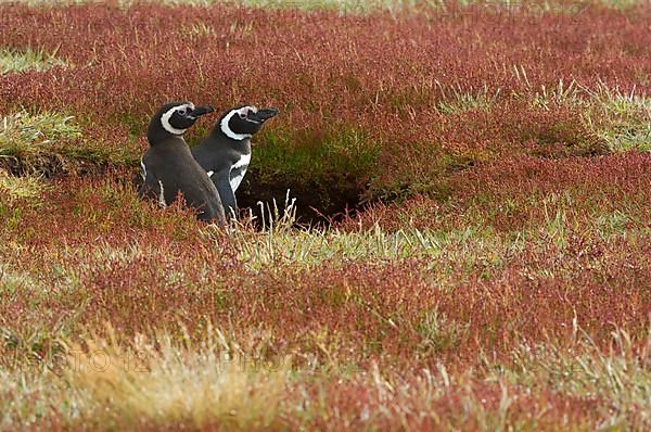 Magellanic penguin