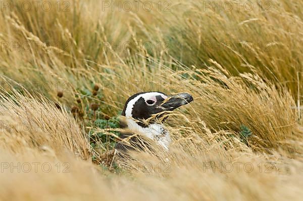 Adult magellanic penguin