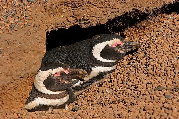 Magellanic Penguin