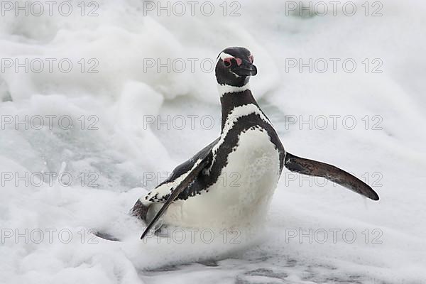 Magellanic Penguin